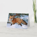 Search for red fox cards Forest
