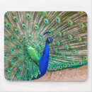 Search for tail feather electronics Animal