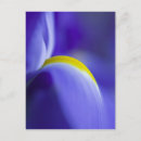 Search for blue iris postcards Purple