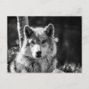 Search for busted postcards Animal