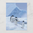 Search for pygoscelis adeliae Antarctic