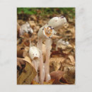 Search for wild pinks postcards Pretty