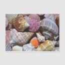 Search for sea shells tissue paper Beach