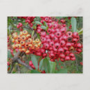 Search for oleanders postcards Floral
