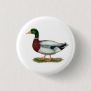 Search for mallards badges Bird