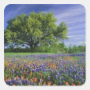 Search for texas wildflower stickers Meadow
