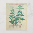 Search for cur postcards Herbal