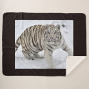 Search for the snow leopard blankets Wildlife