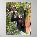 Search for gibbons posters Male