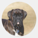 Search for brindle boxer stickers Standing