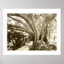 Search for black and white tree posters Monochrome