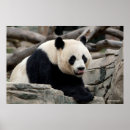 Search for panda wall posters Wildlife photos