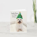 Search for bichon christmas cards Maltese