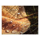 Search for drop leafs posters Autumn