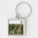 Search for giraffe accessories Wildlife