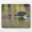 Search for gary mousepads Superstock