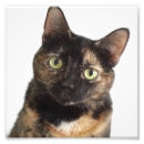 Search for tortoiseshell art Tortie