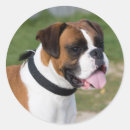Search for black white bulldog stickers Pet