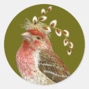 Search for house finch stickers Finches