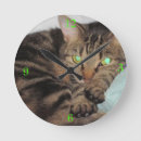 Search for fuzzy cat posters Cats