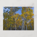 Search for broad leaf Blue