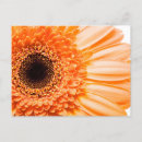 Search for orange gerbera postcards Daisies