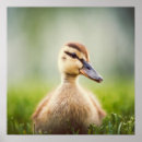 Search for duck posters Bird