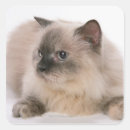 Search for paper cut out stickers Close up