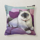 Search for birman cat Feline