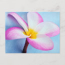 Search for flower bloom postcards Pastel