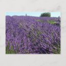 Search for lavendar postcards Lavender
