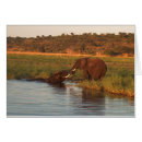 Search for botswana photography Sunset