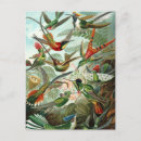Search for avian postcards Illustration