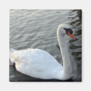 Search for swans magnets Scenic
