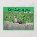 Search for doves postcards Nature