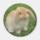 Search for lop magnets Bunny