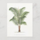 Search for collective postcards Tropics