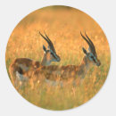 Search for antelope stickers Animal