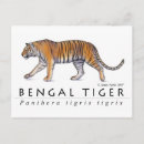 Search for bengal cats postcards Kitty