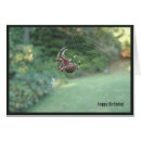 Search for spider birthday cards Insect