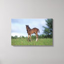 Search for thoroughbred canvas prints Horse