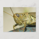 Search for grasshopper photography Wildlife