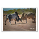 Search for king photography Wildlife