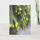 Search for tree of life cards Winter