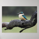 Search for kingfisher painting posters Australia
