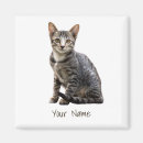 Search for animals design magnets Cat