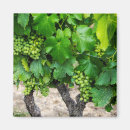 Search for wine grape magnets Green