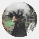 Search for chicken photo stickers Chickens