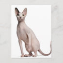 Search for sphynx cat postcards Nature