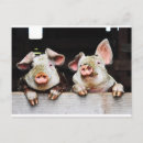 Search for swine postcards Humour
